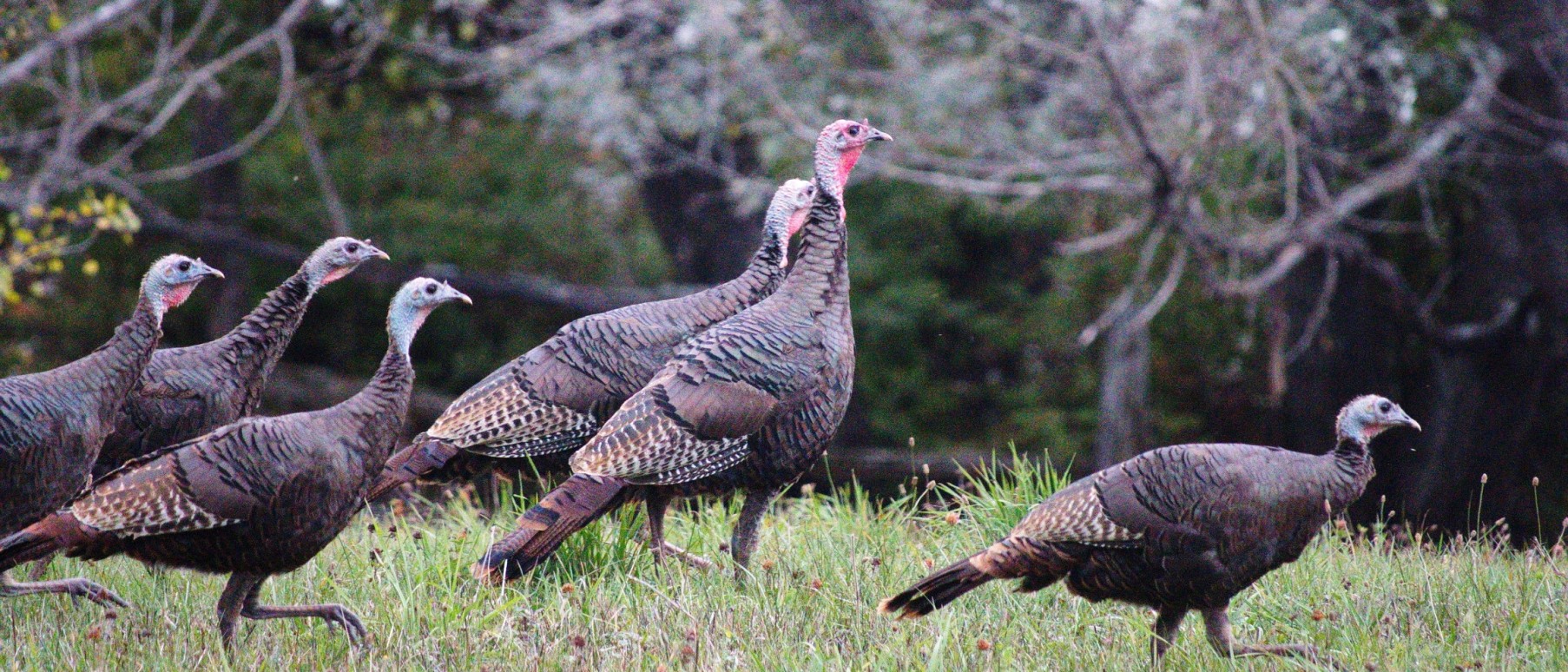 Learn to Hunt Turkeys